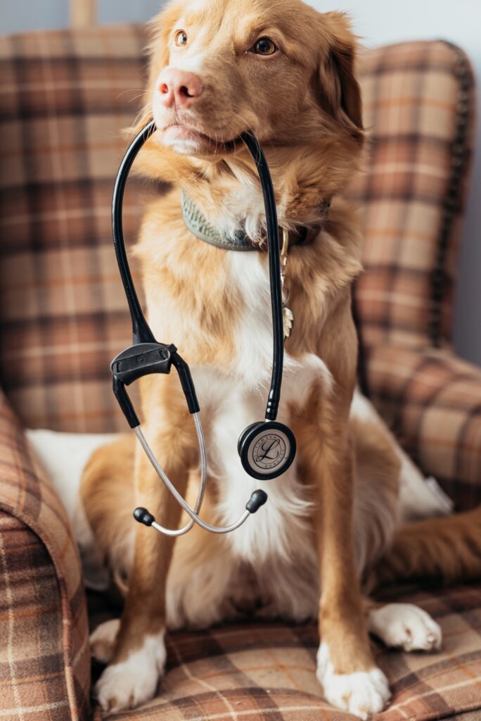 emergency vet services