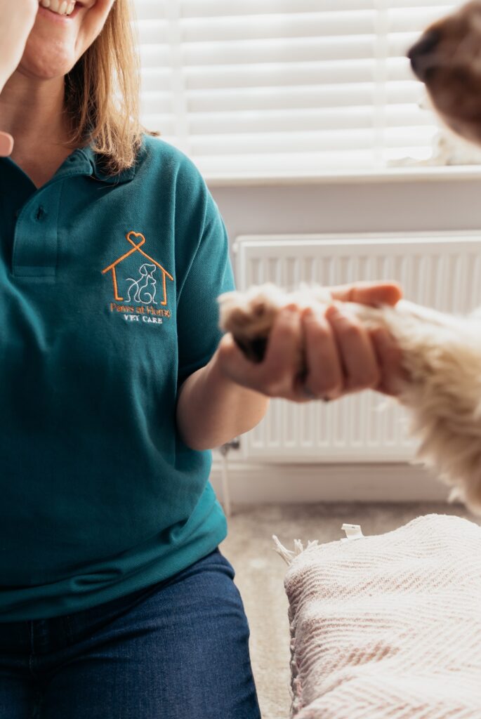 affordable vet care near me