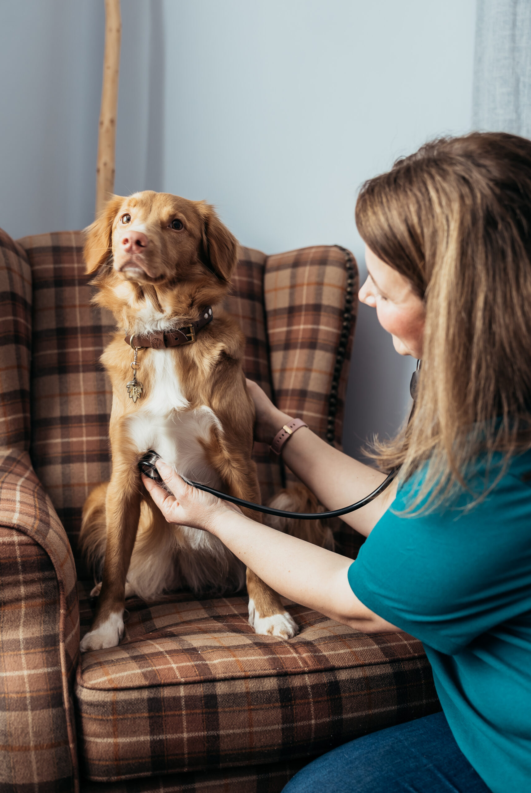 Home 4 dog vaccinations at home Rutland